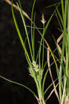 Parasol sedge